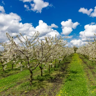 La production de cerises devrait augmenter de 6 %