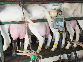 La production de lait de chèvre est en baisse
