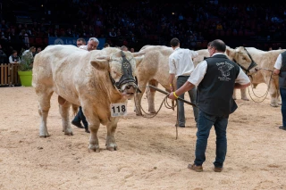 Un national charolais sur-mesure