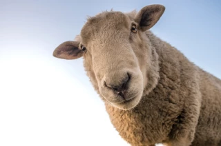 Quelles sont les priorités pour les filières animales ? 