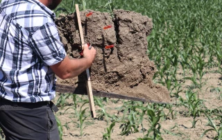 Sans labour et sans glyphosate : quelles solutions ?