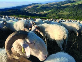 Rencontres à la ferme : simplicité et dialogue