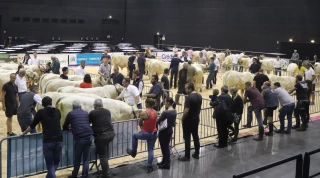 Palmarès du concours de reproducteurs