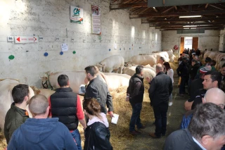 Comice de Feurs : gagnez vos entrées pour les écuries