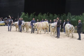 Palmarès des concours de bovins et ovins