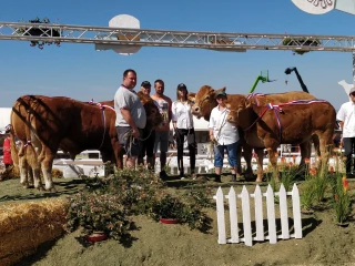 Une riche année en perspective pour les éleveurs limousins 