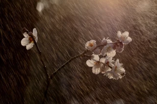 Vignes et vergers souffrent de l’eau et du froid