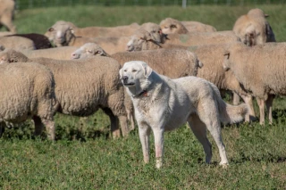 Protéger les troupeaux d’une éventuelle prédation