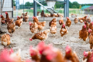 L’Afivol mobilisée pour regagner du terrain en matière de souveraineté alimentaire