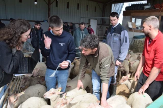 OS Mouton Charollais : la résistance au parasitisme testée 