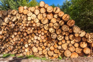 Forêts privées de la Loire : la difficile relève générationnelle