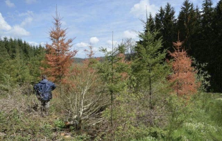 Rouge physiologique du douglas : une menace grandissante pour les forêts de la Loire