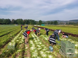 Dons alimentaires : les agriculteurs retraités aident à glaner 7 000 salades