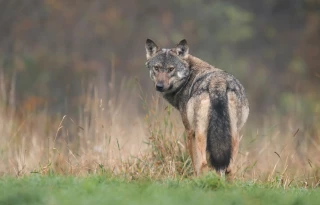 Loup : la Loire sur le front de colonisation