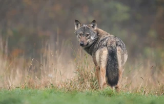 Loup : la Loire sur le front de colonisation