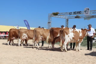 Fête du lait : plus que quelques jours pour inscrire vos vaches