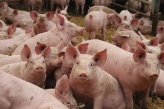 L’élevage porcin reste une filière d’avenir