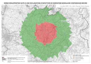 Dermatose nodulaire contagieuse : trois réunions d’information prévues dans la Loire